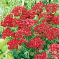 Achillea millefolium'Red Velvet'