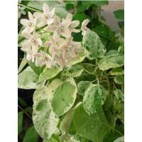 Dregea sinensis'Variegata' 