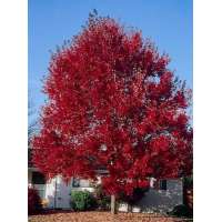 Acer rubrum'Summer Red' 
