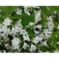 Weigelia'Candida' 