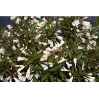 Weigelia florida'Black and White' 