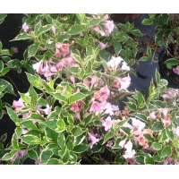 Weigelia florida'Nana Variegata' 