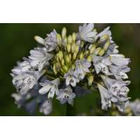 Agapanthus'White Beetle' 