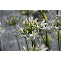 Agapanthus'Elegance'White' 