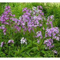 Hesperis matronalis