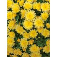 Chrysanthemum'Erntekranz'