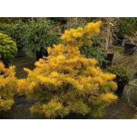 Abies concolor'Wintergold' 