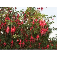 Fuchsia hybride'Riccartonii'
