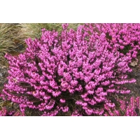 Erica carnea'Wintersonne' 