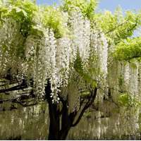 Wisteria brachybotrys'Shiro Kapitan' 