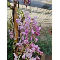 Wisteria brachybotrys'Showa-beni' 