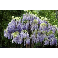 Wisteria sinensis'Caroline' 