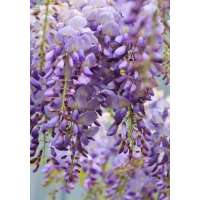 Wisteria florida'Lavender Falls' 