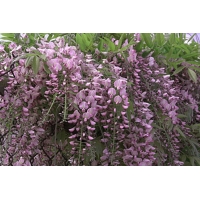 Wisteria floribunda'Honbeni' 