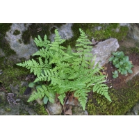 Woodsia obtusa