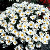 Leucanthemum'Snowcap'