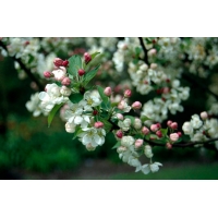 Malus'Everste' 