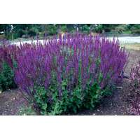 Salvia nemerosa'Lubeca'