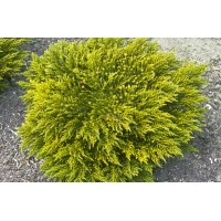 Hebe ochrocea'James Stirling' 