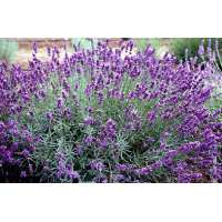 Lavandula angustifolia'Imperial Gem'