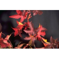 Liquidambar styraciflua'Lane Roberts' 