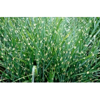 Miscanthus sinensis'Strictus' 