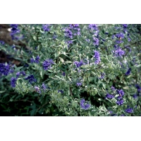 Caryopteris clandonensis'Kew Blue' 