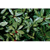 Aucuba japonica'Variegata' 