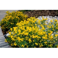 Genista lydia 