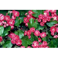 Crataegus laevigata'Paul's Scarlet leivorm 