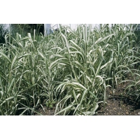 Phalaris arundinacea'Picta'