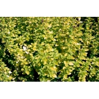 Origanum vulgarum'Aureum'