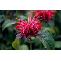 Monarda'Adam'