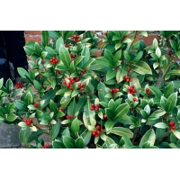 Skimmia japonica'Nymans' 