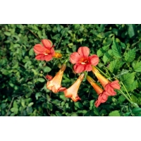 Campsis tagliabuana'Mme Galen 