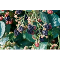 Braam (Rubus fruticosus'Thornfree') 