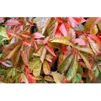 Parthenocissus quinquefolia 