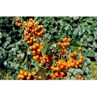 Pyracantha'Golden Charmer' 