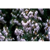 Erica darleyesis'Jenny Porter' 