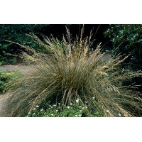 Deschampsia cespitosa'Bronzschleier'
