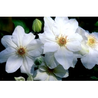 Clematis'Mrs George Jackman' 