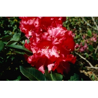 Rhododendron'Markeeta's Prize' 