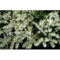 Pieris japonica'Prelude' 