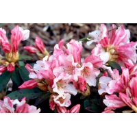 Rhododendron'Wee Bee' 