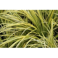 Acorus gramineus'Ogon'