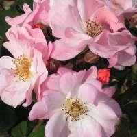 Rosa'Claire Matin' 