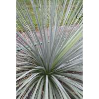 Yucca glauca