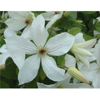 Clematis'Forever Friends' 