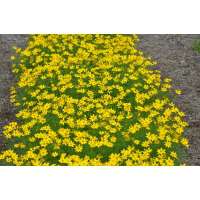 Coreopsis verticillata'zagreb'