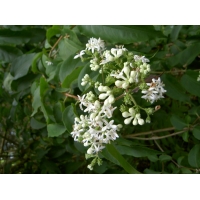 Heptacodium miconioides 
